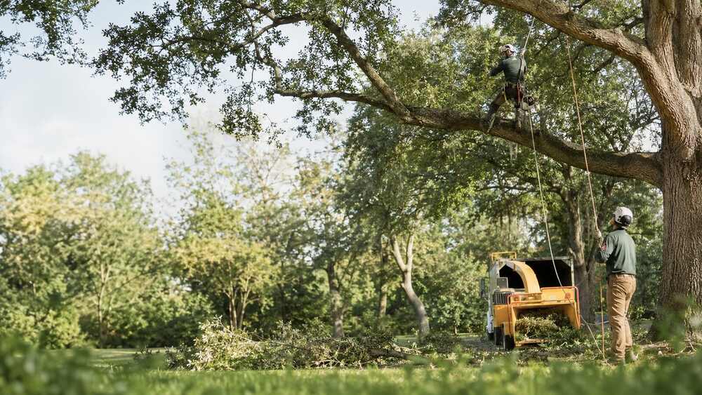 Tree Trimming field service operations
